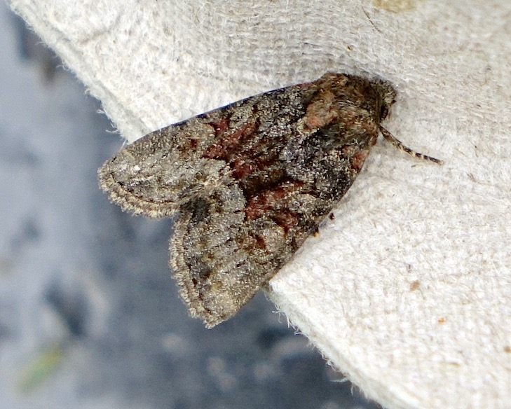 middle-barred minor